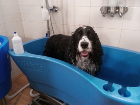 Ang.špringlšpaněl Baruška